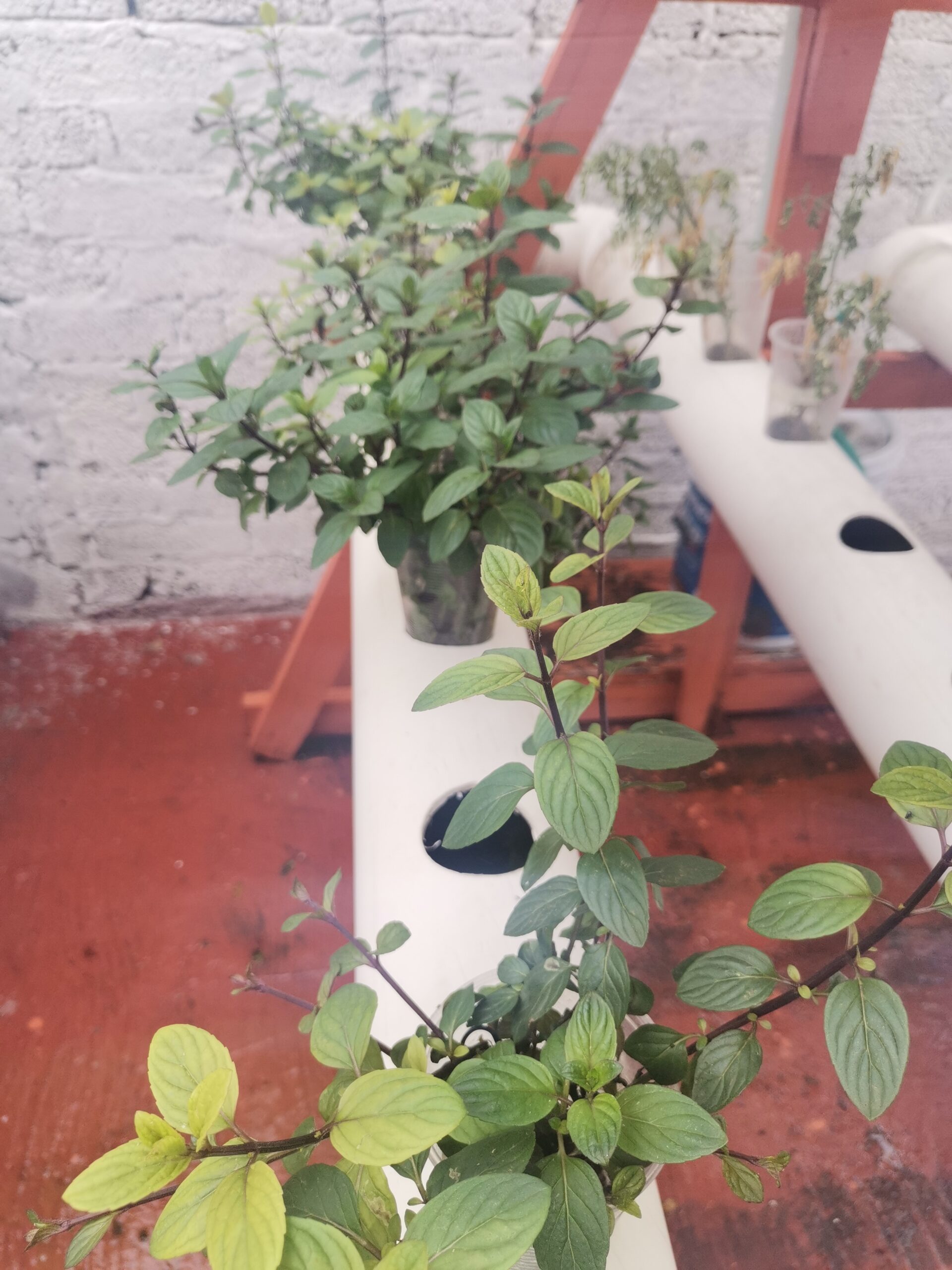 Azotea a la Boca