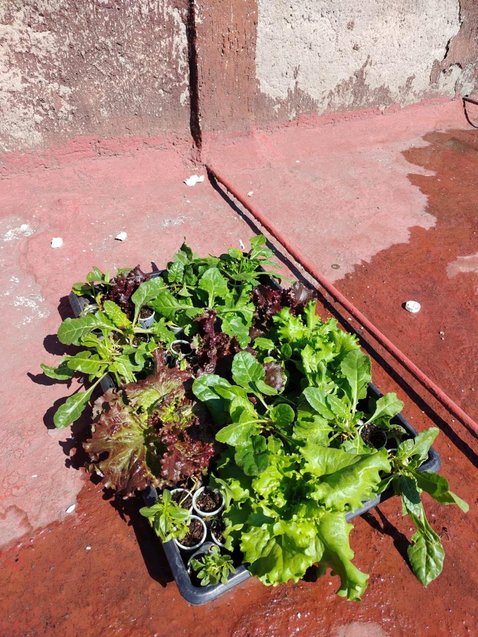 Azotea a la Boca